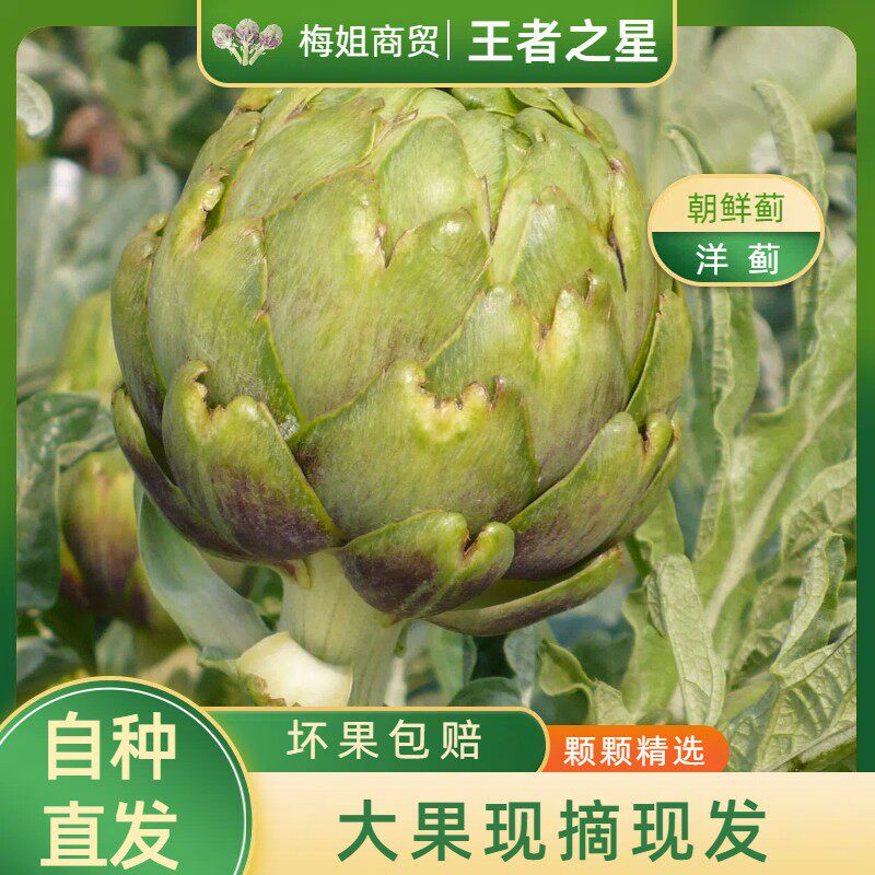 大果王者之星云南特产种植新鲜洋蓟朝鲜蓟食材营养蔬菜现摘现