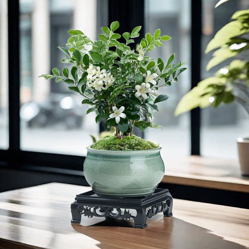 不需要阳光的盆栽九里香盆栽阳光盆景室内耐热绿植花卉桌面好养阳