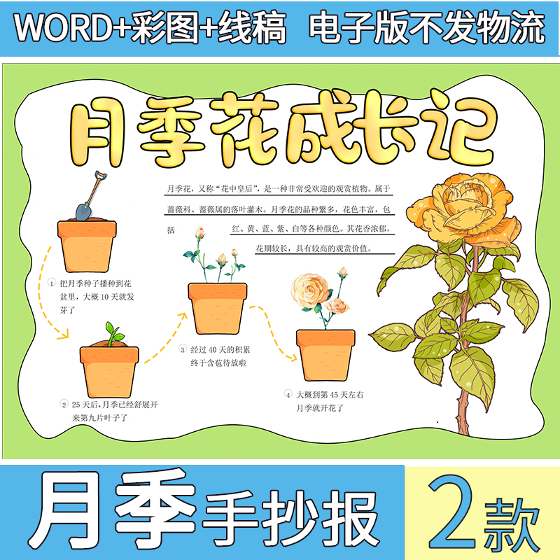 月季花成长记手抄报模板电子版月季花自然笔记植物记录卡线稿A3A4