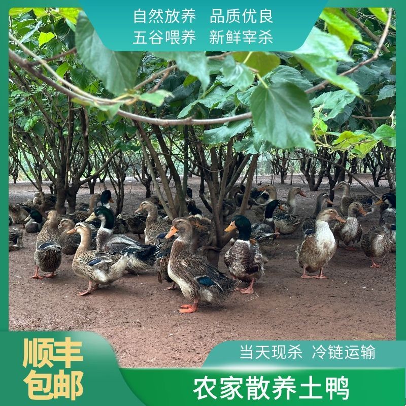 4斤以上/300天农家散养土鸭新鲜宰杀五谷喂养全程冷链