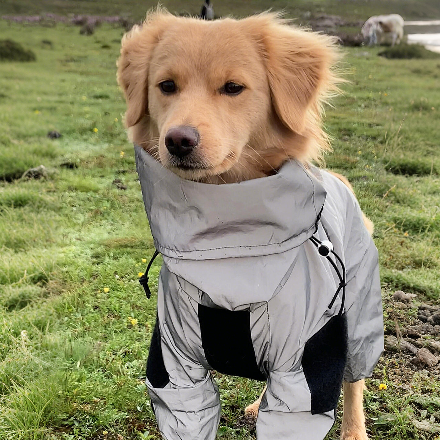 狗狗冲锋衣反光雨衣中大型犬金毛边牧旅游外出四脚全包防水雨披服