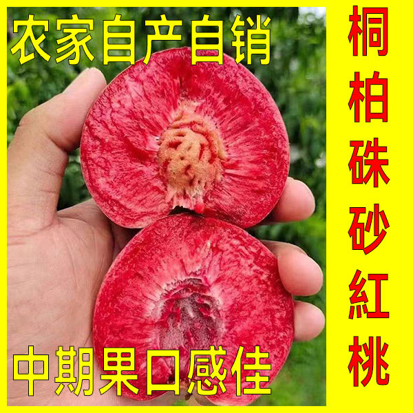 正宗朱砂红桃5斤礼盒装山坡套桃血桃桐柏胭脂红血布袋十年老树