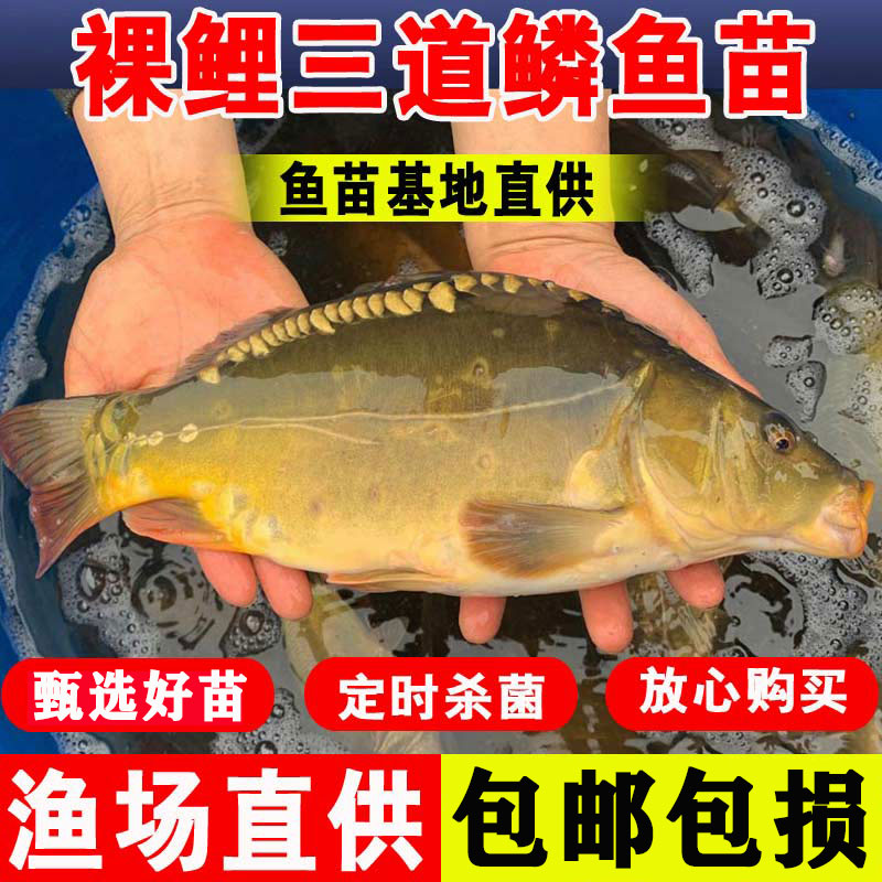 裸鲤三道鳞无磷无甲鲤鱼大型裸斑