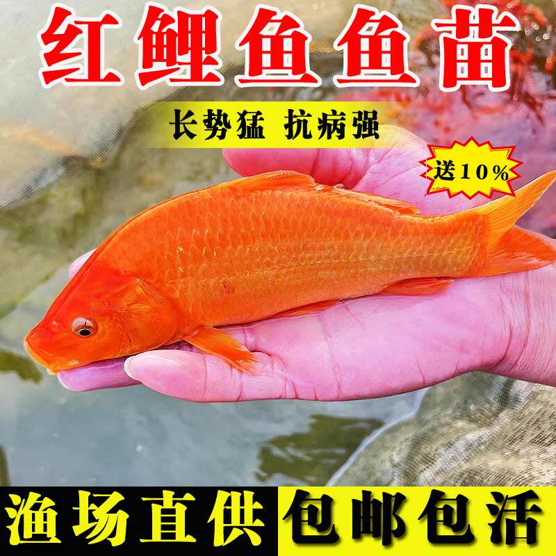 红鲤鱼苗淡水养殖食用活体鲤鱼苗大红兴国鲤鱼鱼苗耐活冷水观赏鱼属于什么档次？
