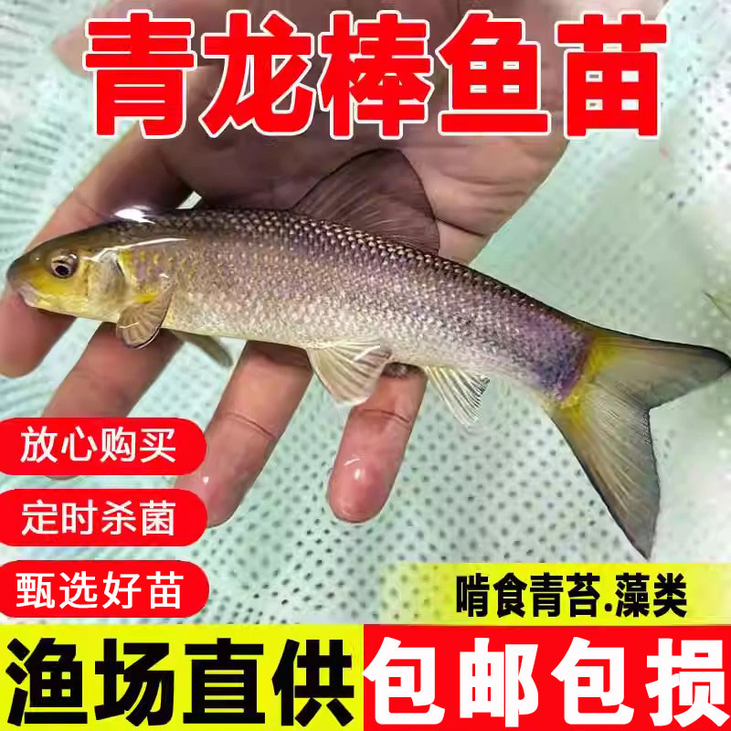 青龙棒鱼苗淡水养殖食用沉香鱼原生溪流鱼华鲮鱼油棒子冷水观赏鱼