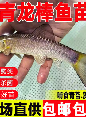 青龙棒鱼苗淡水养殖食用沉香鱼原生溪流鱼华鲮鱼油棒子冷水观赏鱼