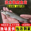 银鳕鱼苗活体大磷鲃鱼团头魮锥首魮红眼鳕鱼大头亮鲃淡水养殖鱼苗