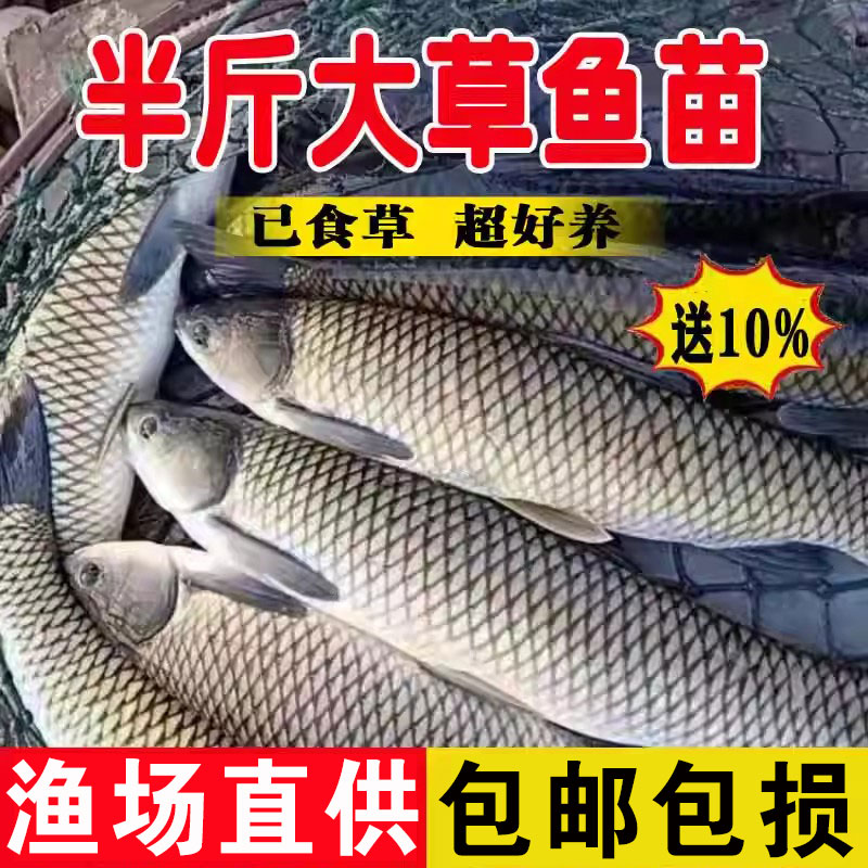 弥翠园草鱼苗淡水养殖特大脆肉皖