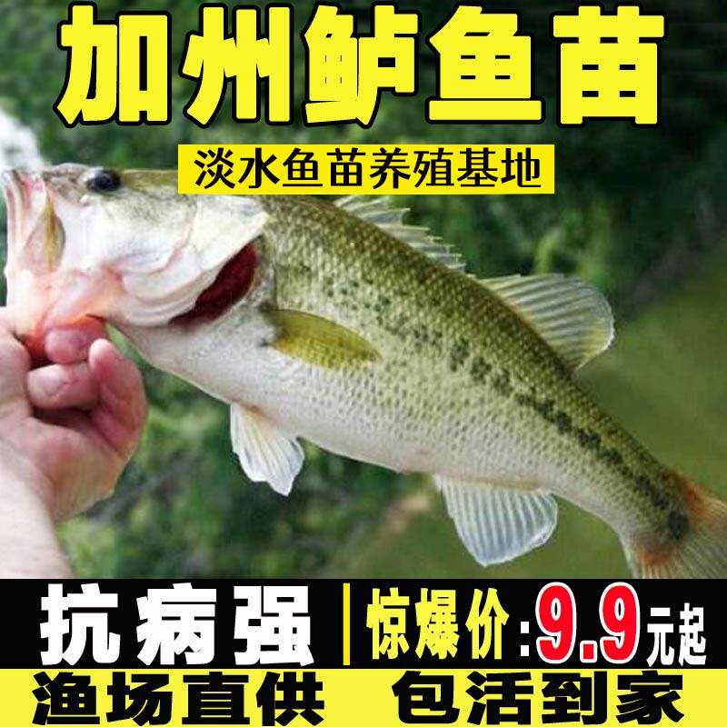 鲈鱼苗淡水鱼缸鱼塘养殖冷水加州鲈鱼苗优鲈三号凶猛路亚鲈鱼鱼苗怎么看?