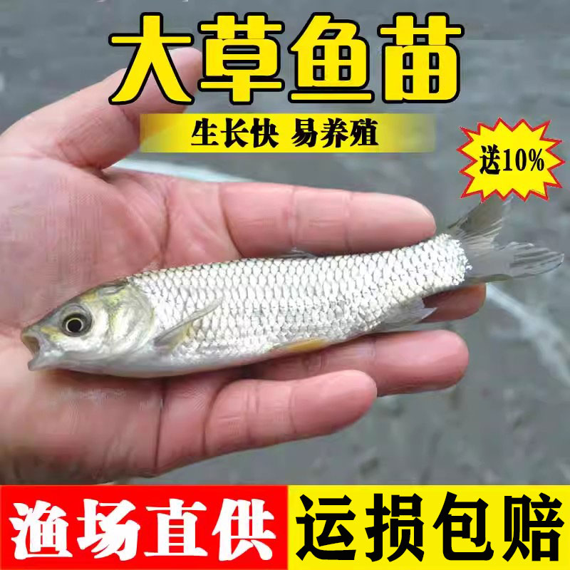 草鱼苗淡水活体养殖食用