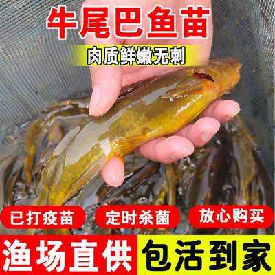 牛尾巴鱼苗淡水养殖食用稀有耐活本地角角鱼小型食用冷水黄骨鱼苗