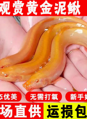 黄金泥鳅冷水观赏鱼缸清道夫清洁工具鱼金泥鳅淡水活体好养耐活鱼
