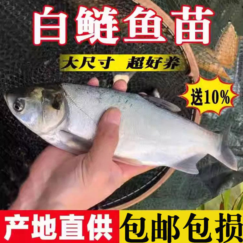 优质大白鲢鱼苗鲢鳙淡水养殖大头鱼四大家鱼白条鱼活体跳鲢鳊鱼苗