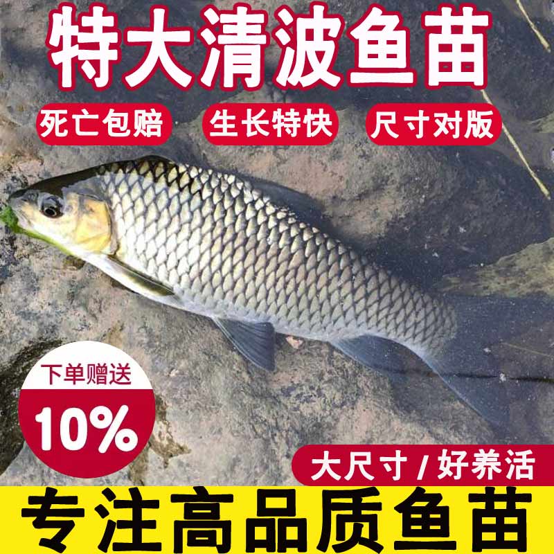 清波鱼苗淡水养殖食用冷水观赏鱼