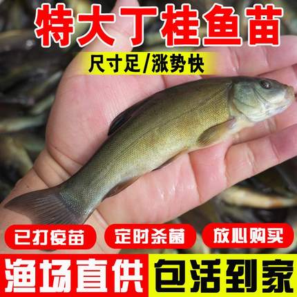 丁桂鱼苗淡水养殖食用丁穗鱼医生稀有红丁桂须鱼岁名贵冷水观赏鱼