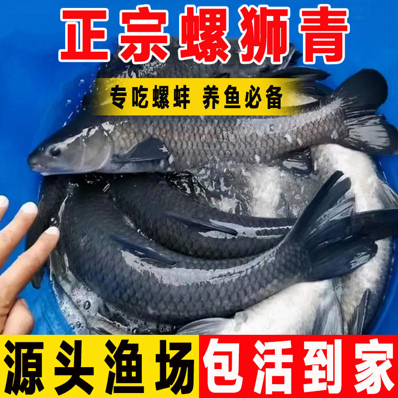 青鱼苗淡水养殖食用黑鲩鱼螺丝青灰草鱼大型螺狮青鱼苗冷水观赏鱼