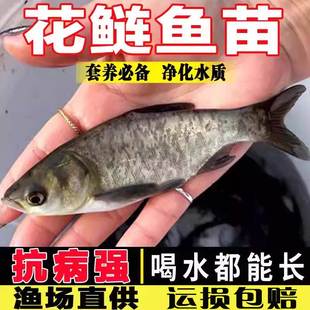 大花鲢鱼苗淡水好养殖半斤鲢鳙鱼苗胖头鱼雄鱼大头鱼鲫鱼苗草鱼苗