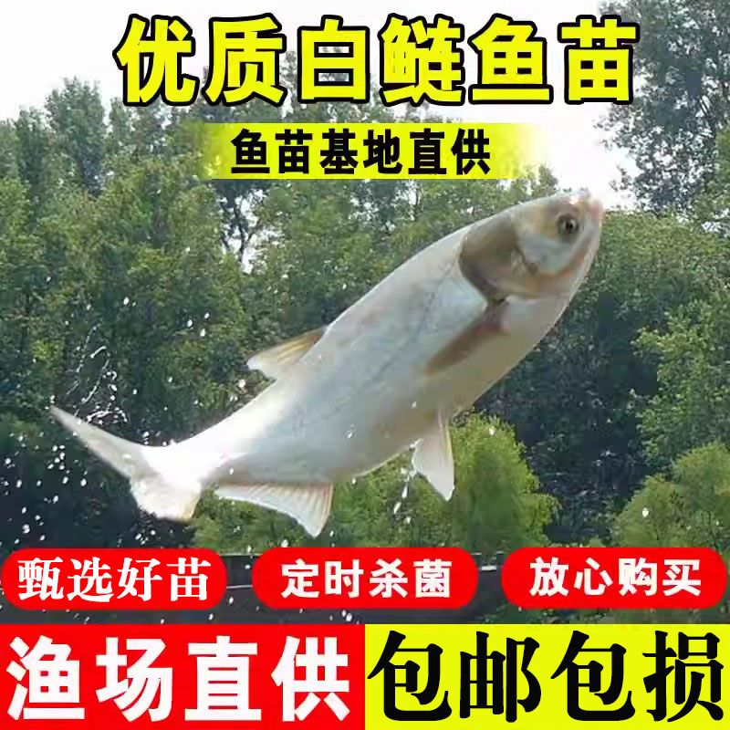 白鲢鱼苗特大淡水养殖食用冷水活体鲢鳙鱼胖头鱼鲢子跳鲢水鲢鱼苗