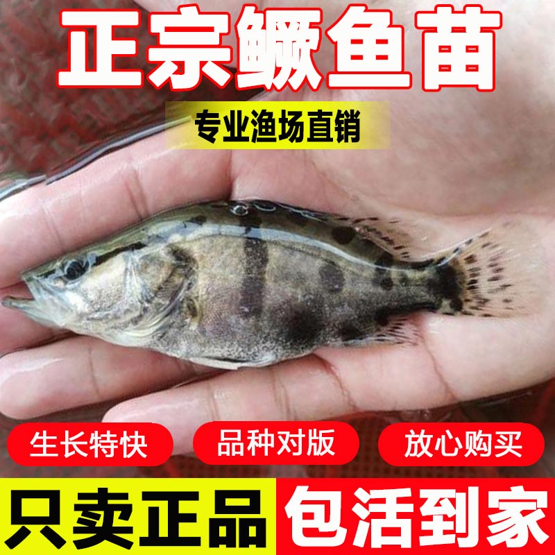 正宗鳜鱼苗淡水养殖活体桂花鱼苗