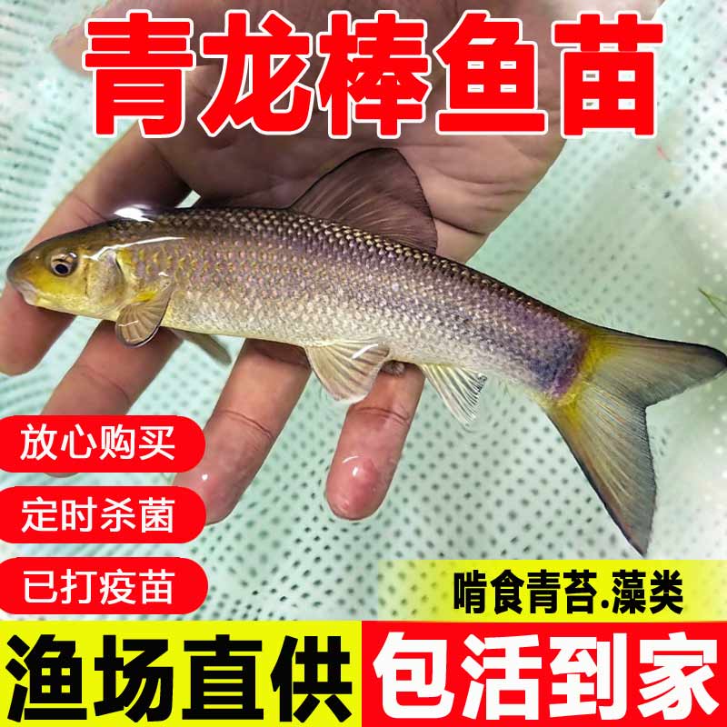 青龙棒鱼苗淡水养殖食用沉香鱼原生溪流鱼华鲮鱼油棒子冷水观赏鱼