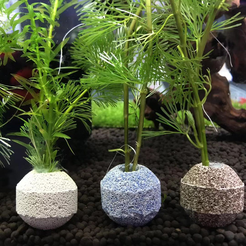 鱼缸水草固定价格 鱼缸水草固定图片 星期三