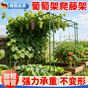 葡萄架爬藤架庭院攀爬架子棚架户外菜园专用黄瓜架杆丝瓜葫芦支架