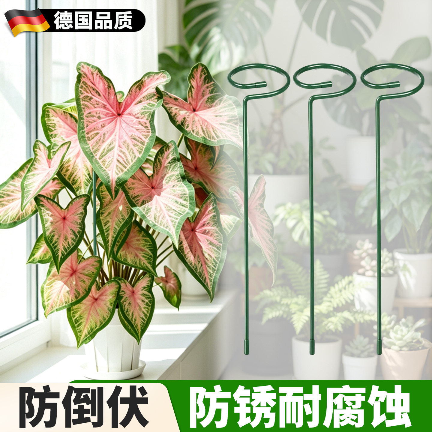 彩叶芋支撑杆植物花架园艺图片