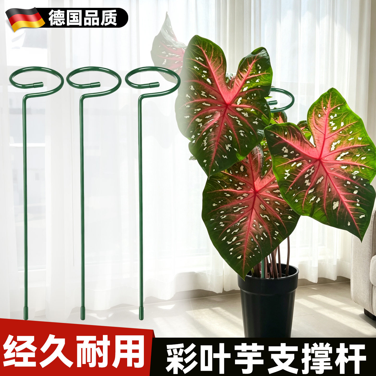 彩叶芋支撑杆植物花架园艺图片