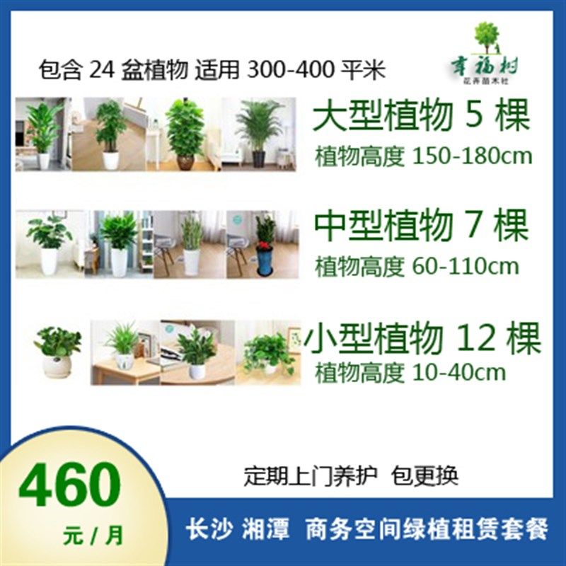 长沙办公室绿植花卉租赁各种绿植盆栽专人上门养护公司绿化租摆