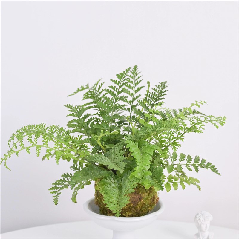 吉姆蕨苔藓球办公室内桌面懒人绿植好养易活净化空气四季常绿盆栽