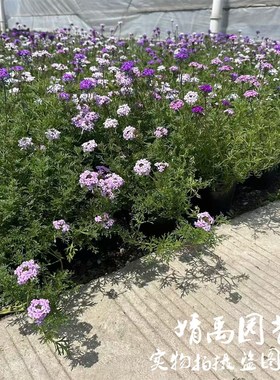 蔓生细叶美女樱多年生宿根花卉耐热耐雨花开不断阳台庭院花苗盆栽