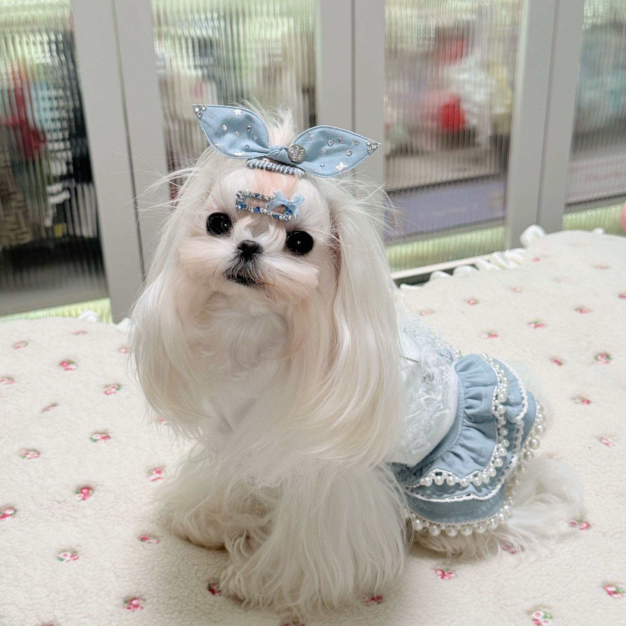 春夏猫狗双档可调牛仔裙半身衣
