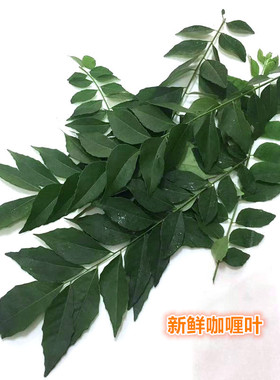 新鲜香料 咖喱叶 curry leave 250g  江浙沪皖5件包邮