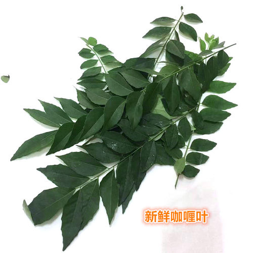 新鲜香料咖喱叶因为绿