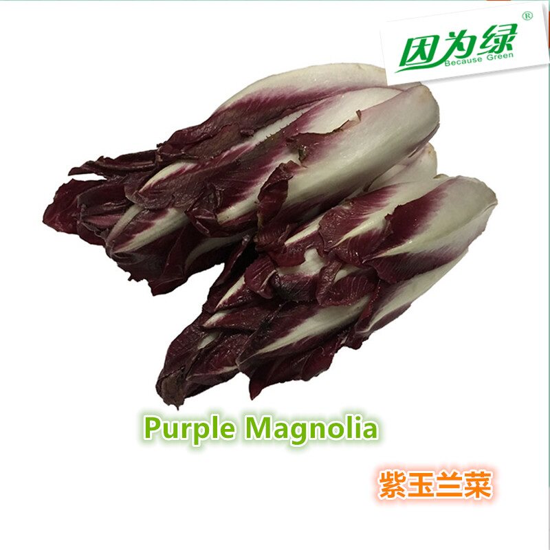 红玉兰菜 紫玉兰 欧洲菊苣 玉兰菜新鲜 500g江浙沪皖5件包邮