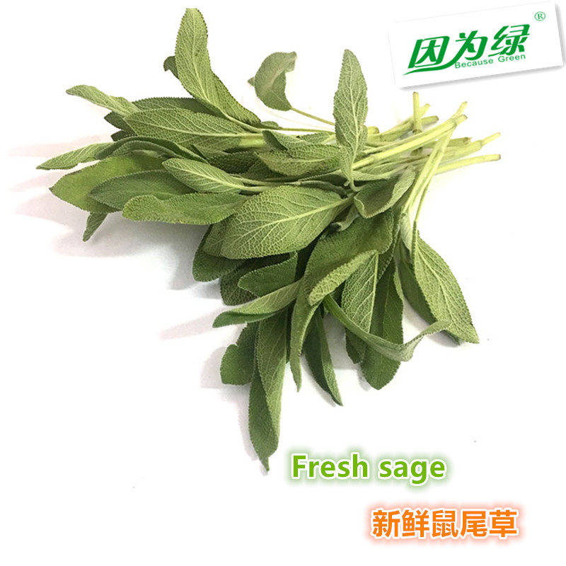 鼠尾草新鲜 南丹参 山艾 sage 新鲜香料 100g 江浙沪皖5件包邮