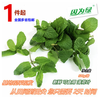 【因为绿】薄荷叶新鲜江浙沪皖