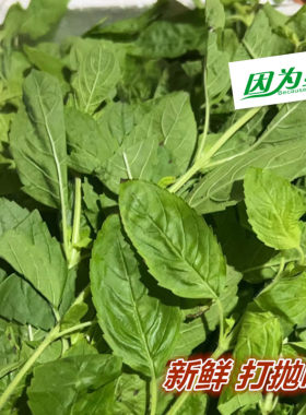 新鲜香料 泰式调料 甲抛叶 打抛叶 江浙沪皖任搭五件包邮