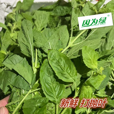 新鲜香料 泰式调料 甲抛叶 打抛叶 江浙沪皖任搭五件包邮