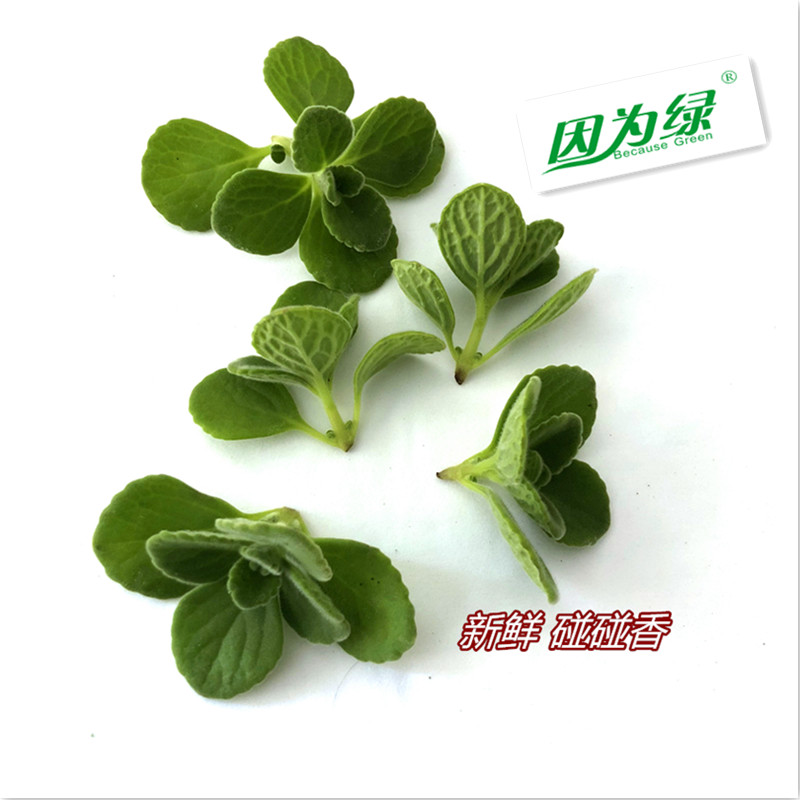 新鲜西餐摆盘装饰花草 碰碰香 20头/盒 江浙沪沪皖5盒包邮