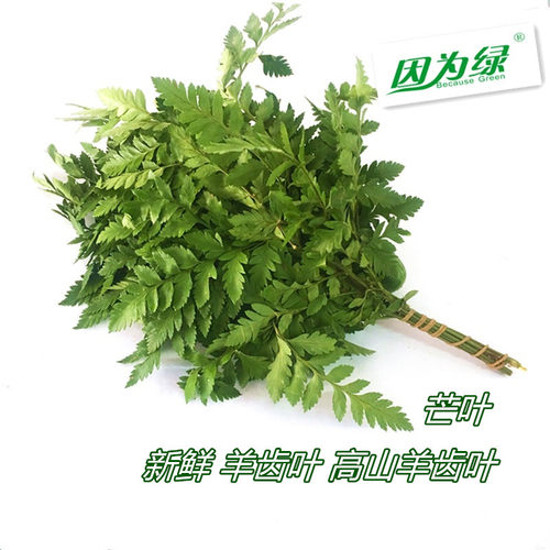 【因为绿】新鲜羊齿芒叶1把高山