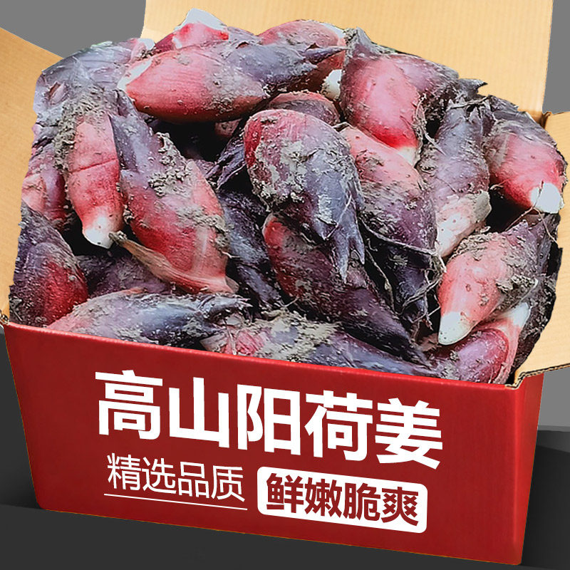 现挖贵州阳荷姜1斤，鲜嫩脆爽！