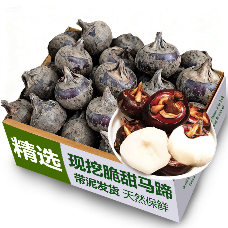 现挖广西马蹄大果2斤40-50颗