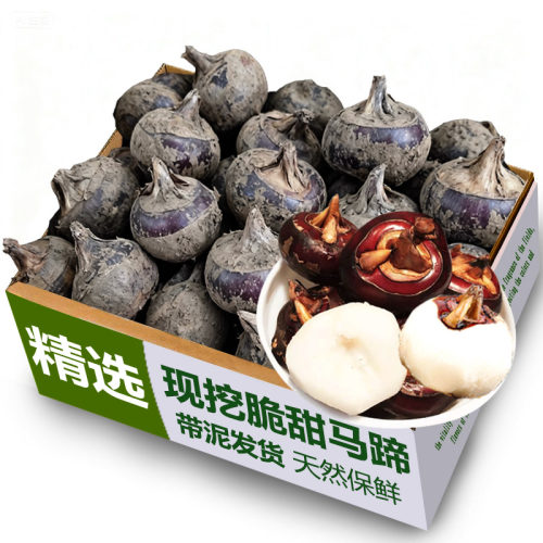现挖广西马蹄大果2斤40-50颗