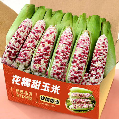 正宗花糯玉米现摘现发当季新鲜甜糯玉米棒子农家自种5斤整箱包邮