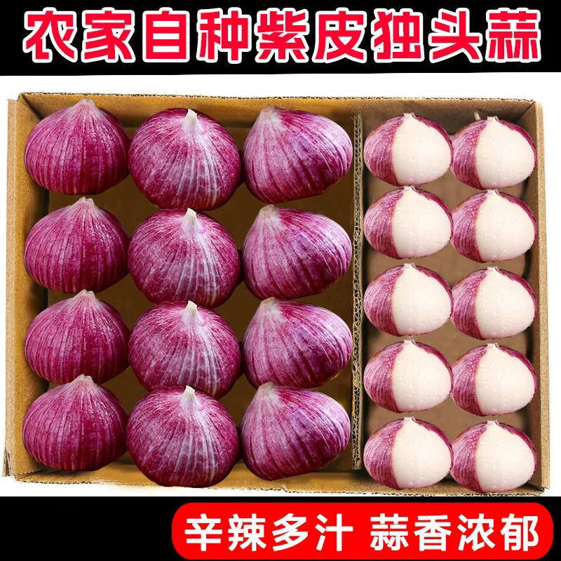 云南紫皮独头蒜新鲜蒜头新蒜米独蒜干蒜湿大蒜头批发农家自提包邮