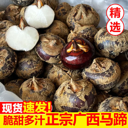 现挖广西马蹄3斤大果，脆甜多汁
