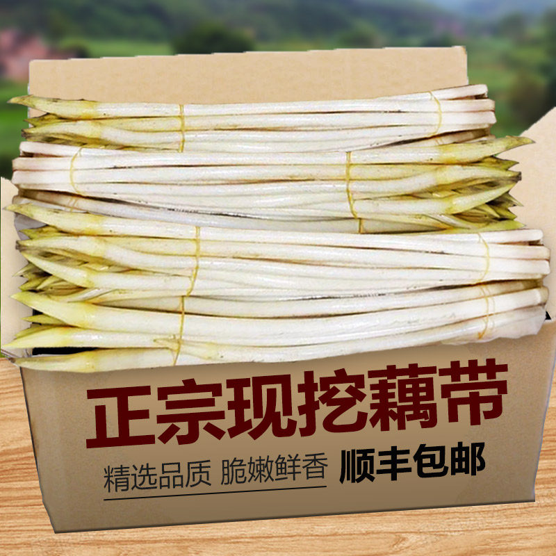 现货藕带新鲜现挖藕尖洪湖特产莲藕尖藕肠子藕苫蔬菜鲜藕带尖顺丰