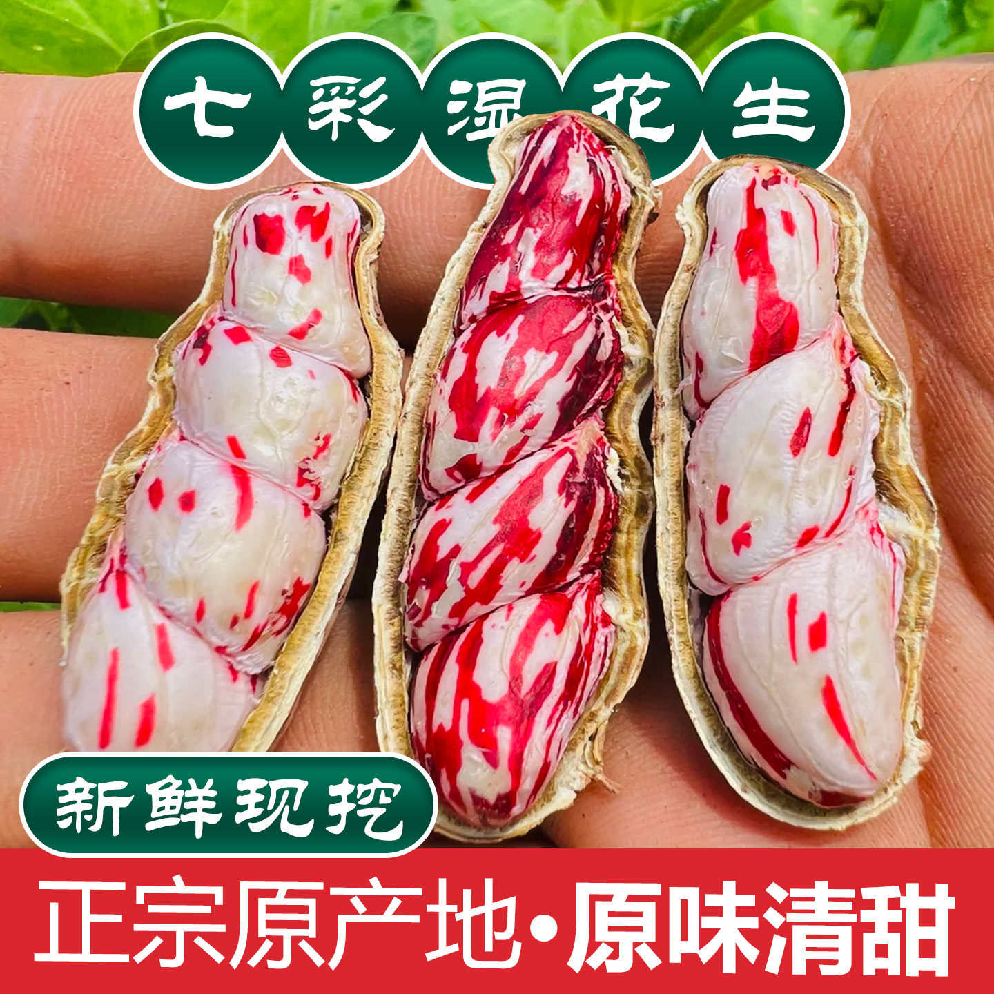 正宗云南七彩花生1斤,新鲜现挖