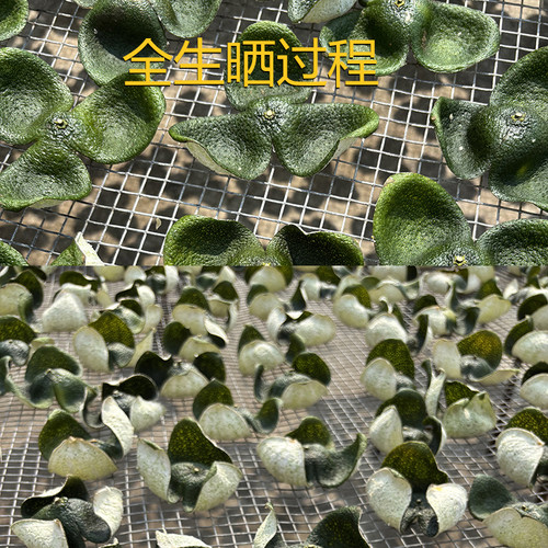 2026新会青皮老树有机种植